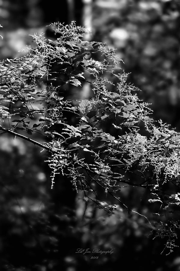 Black and White Lace Photograph by Jeanette C Landstrom