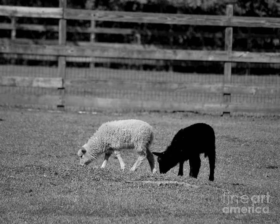 Black And White Lambs Photograph by Bob Sample