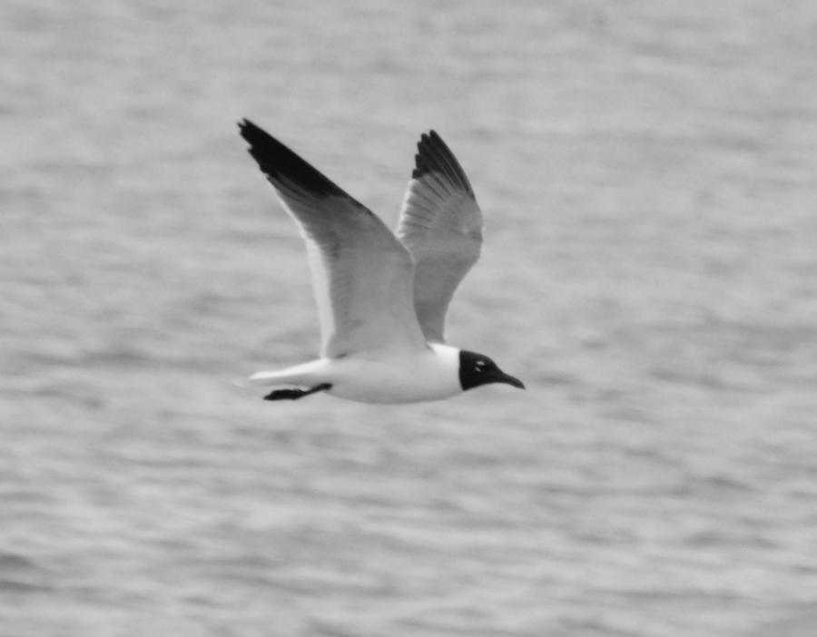 Black and White Laughing Gull in Flight Photograph by Richard Bryce and Family