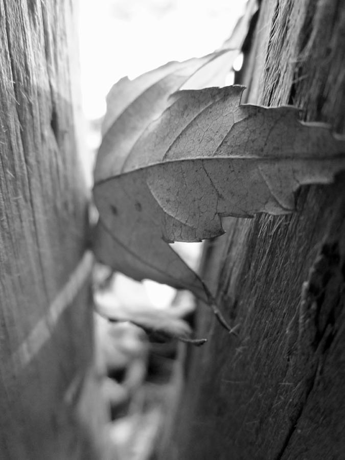 Black and White Leaf At Fort Watauga Photograph by Cynthia  Clark