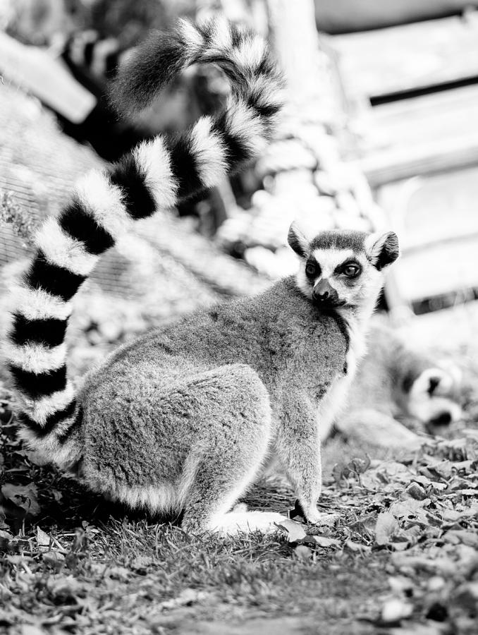 Black and White Lemur Photograph by Pati Photography