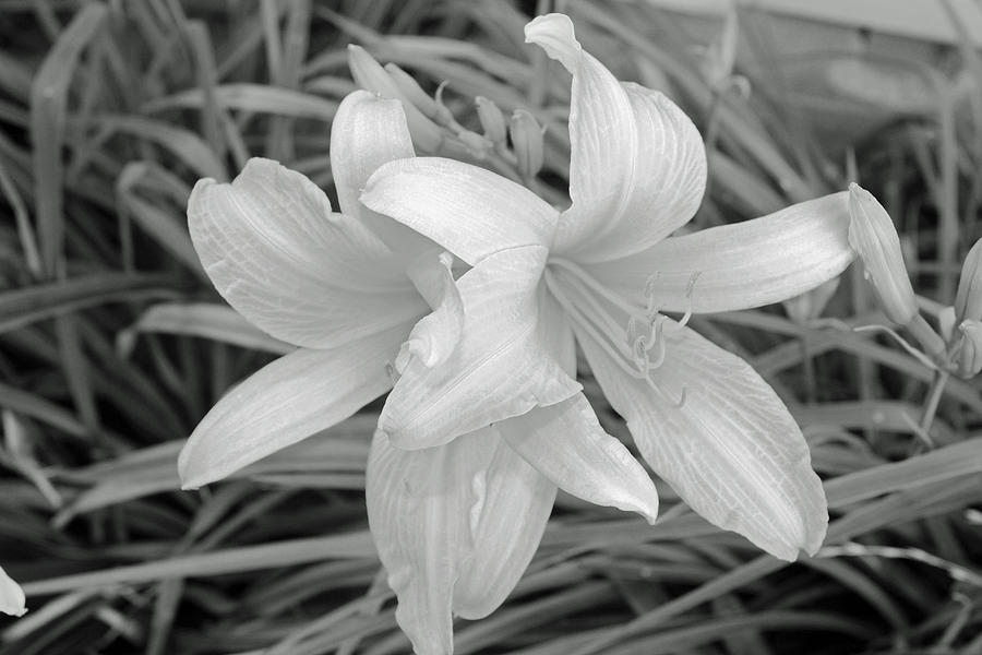 Black And White Photograph - Black and White Lilies by Brooke Fuller