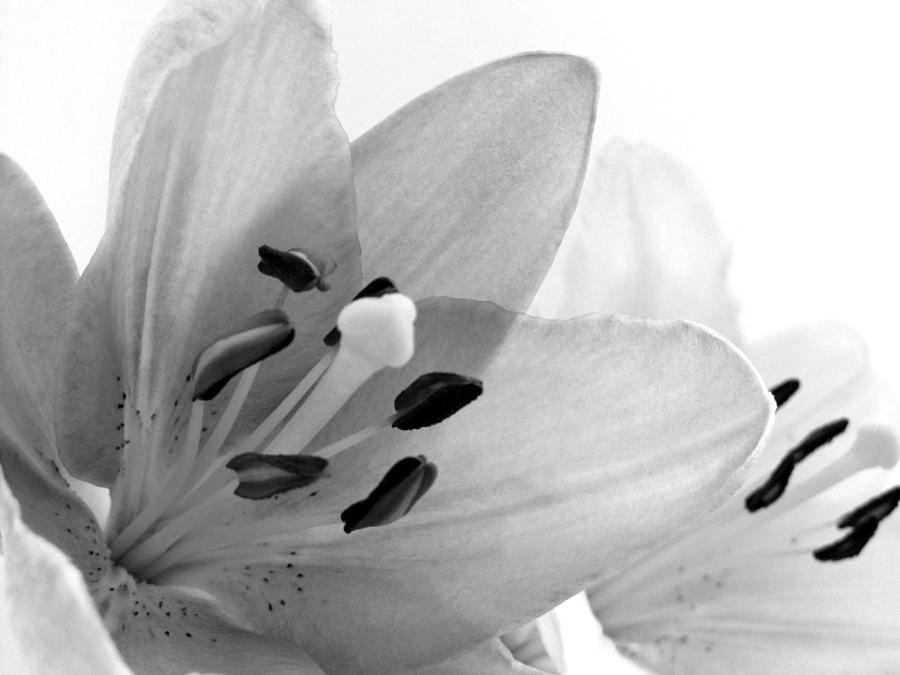 Black and White Lilies Photograph by Marianna Mills