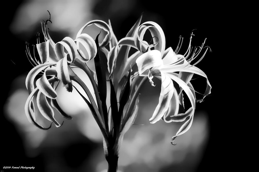 Black And White Lilly  Photograph by Debra Forand