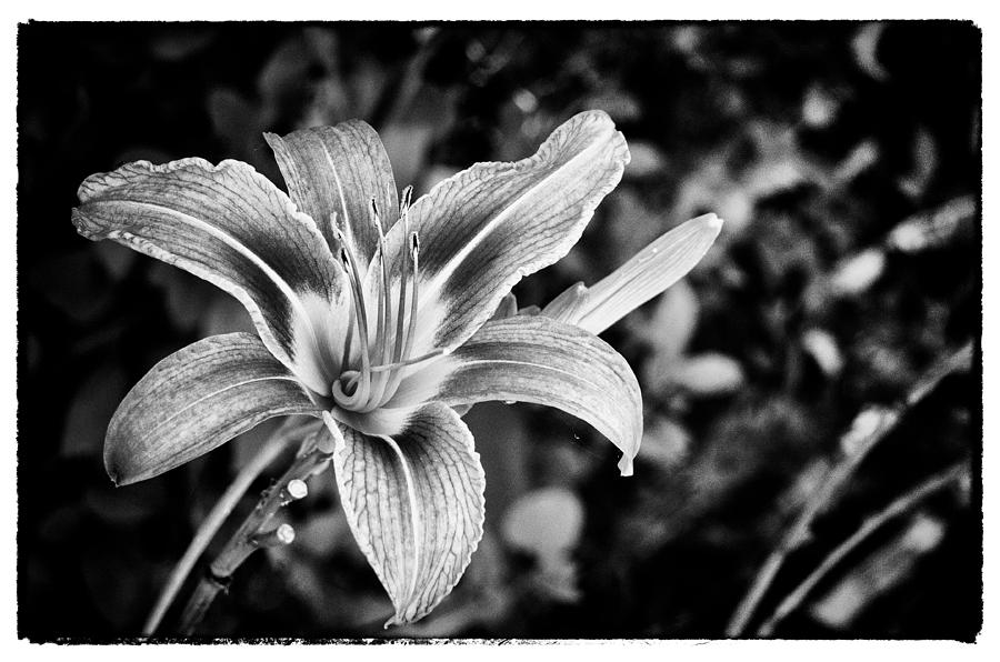 Black and White Lily Photograph by Bradley Clay