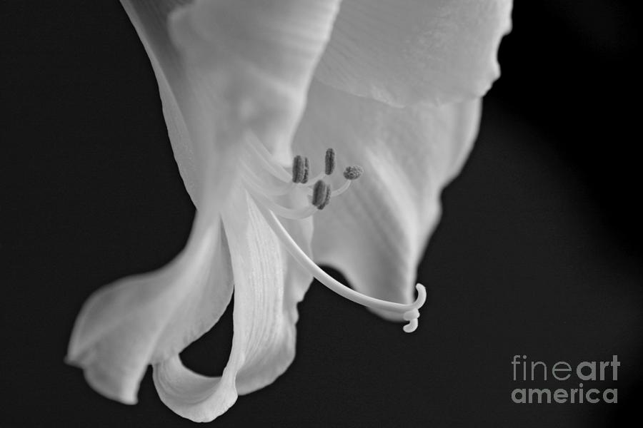 Black and White Lily Photograph by Jayne Carney