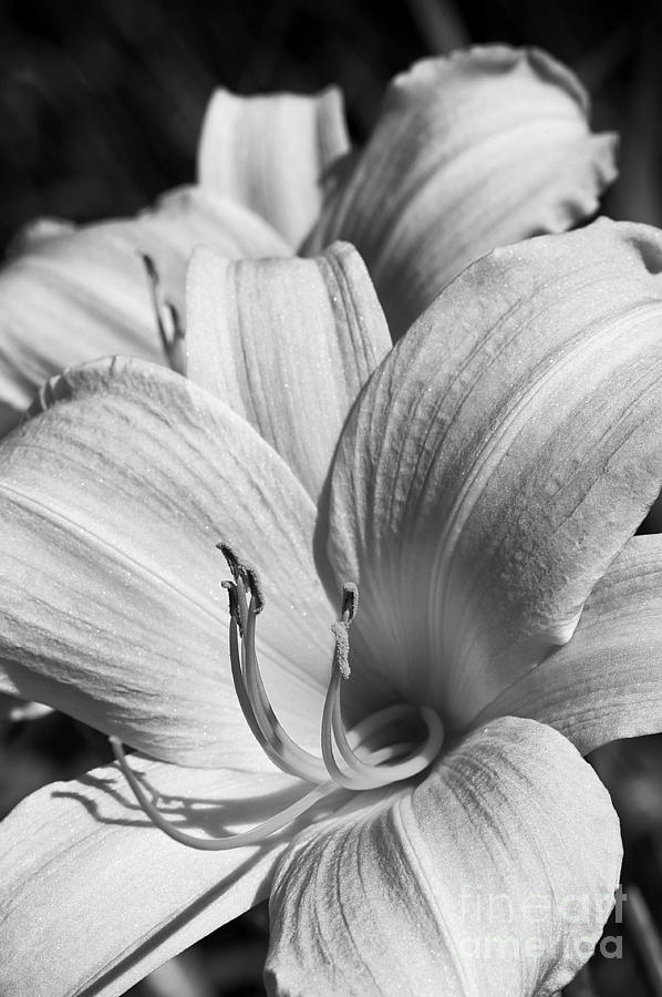 Black and White Lily Photograph by Lee Craig
