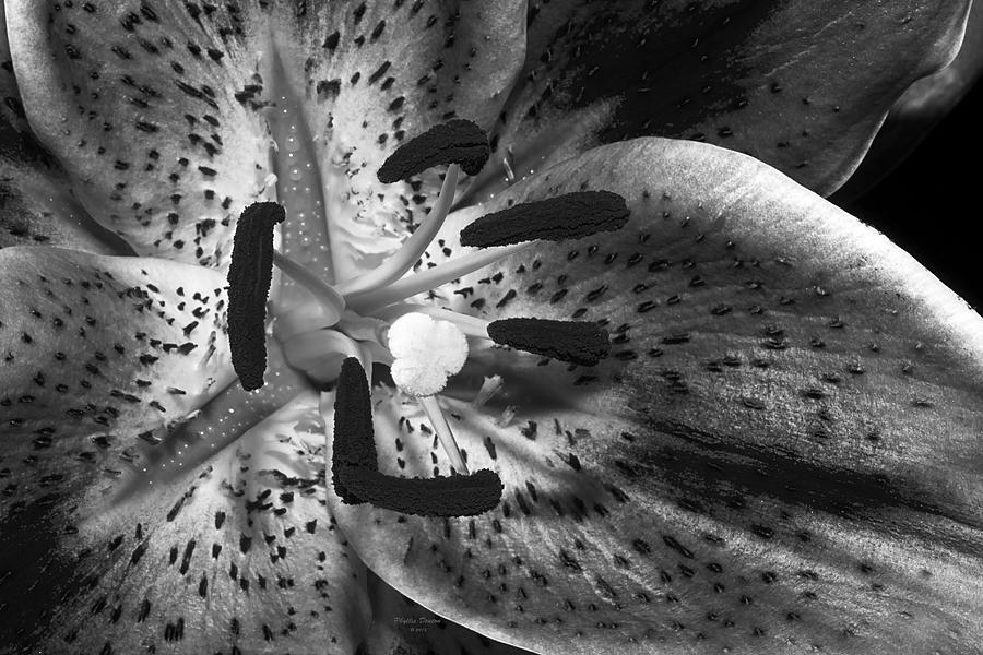 Black And White Lily Up Close Photograph by Phyllis Denton
