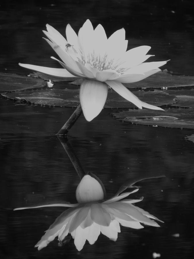 Black and White Lily Photograph by Vijay Sharon Govender