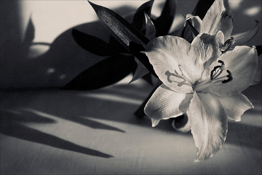 Black and  white  lily with textures Photograph by Sviatlana Kandybovich