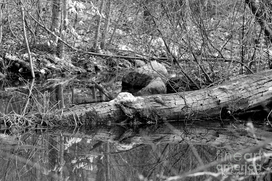 Black and White Log in a Bog Photograph by Kimberlie Hawkins | Fine Art ...