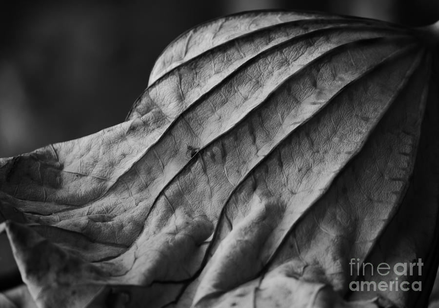 Black and White Lotus Leaf Photograph by Jane Ford