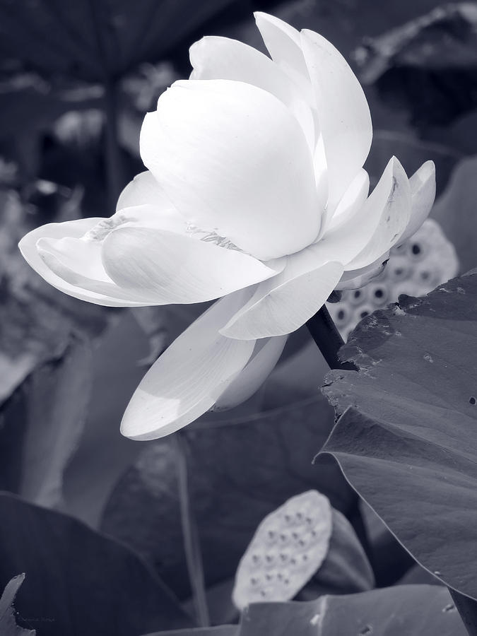 Flower Photograph - Black and White Lotus by Shawna Rowe