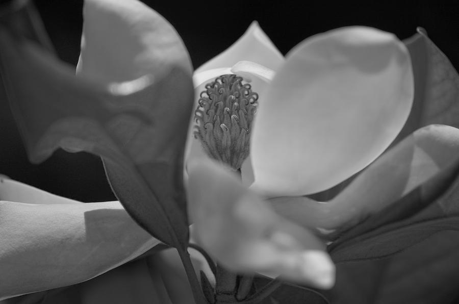 Black and White Magnolia Photograph by Matthew Bamberg