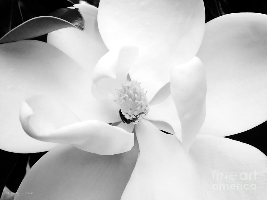 Black And White Magnolia Photograph