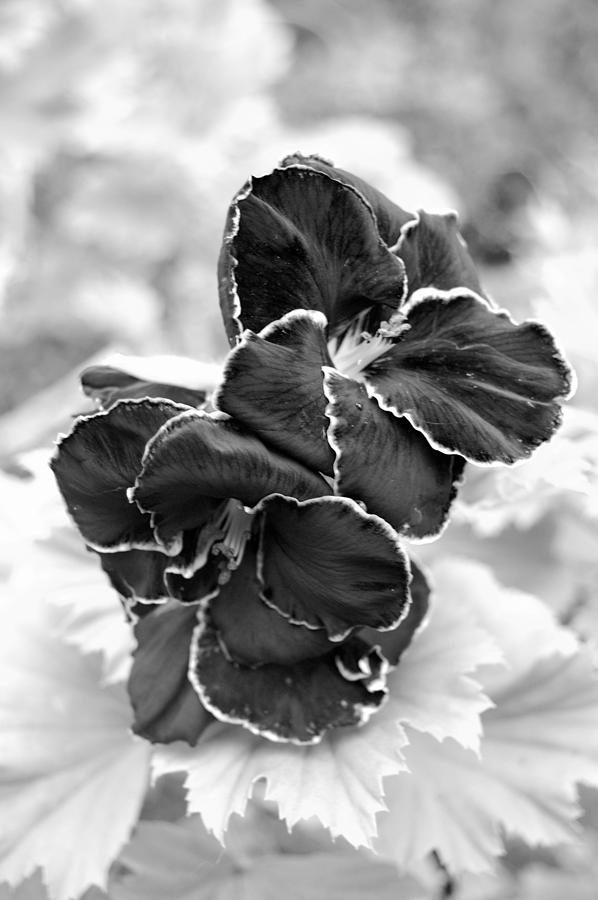 Black and White Maui Flowers Photograph by Amy Fose