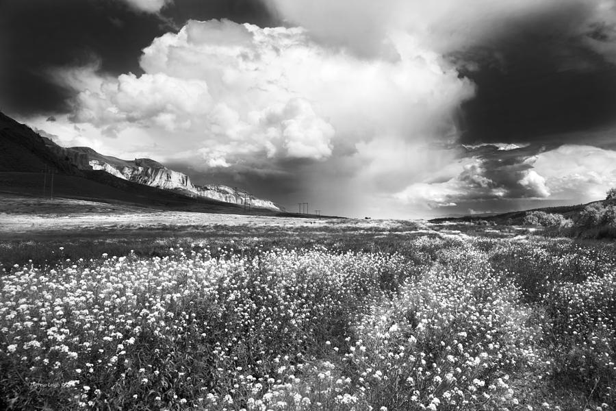 Black And White Photograph - Black And White Meadow by Theresa Tahara