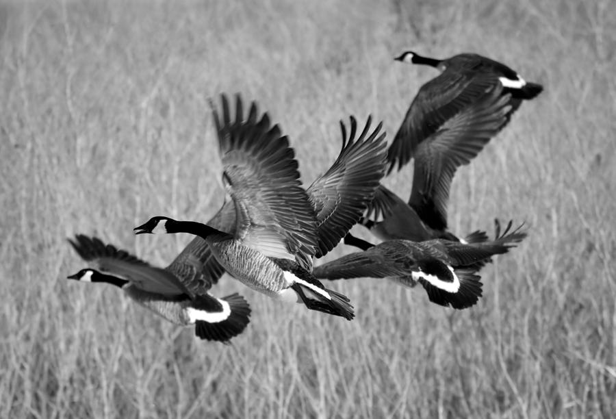 Black and white Migration Photograph by Bonfire Photography