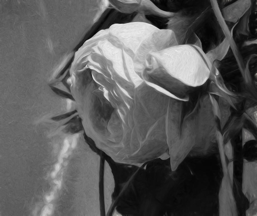 black and white monochrome Artistic painterly pink rose in half profile Photograph by Leif Sohlman
