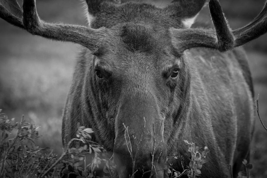 Black and White Moose Close Up Photograph by Tony Hake