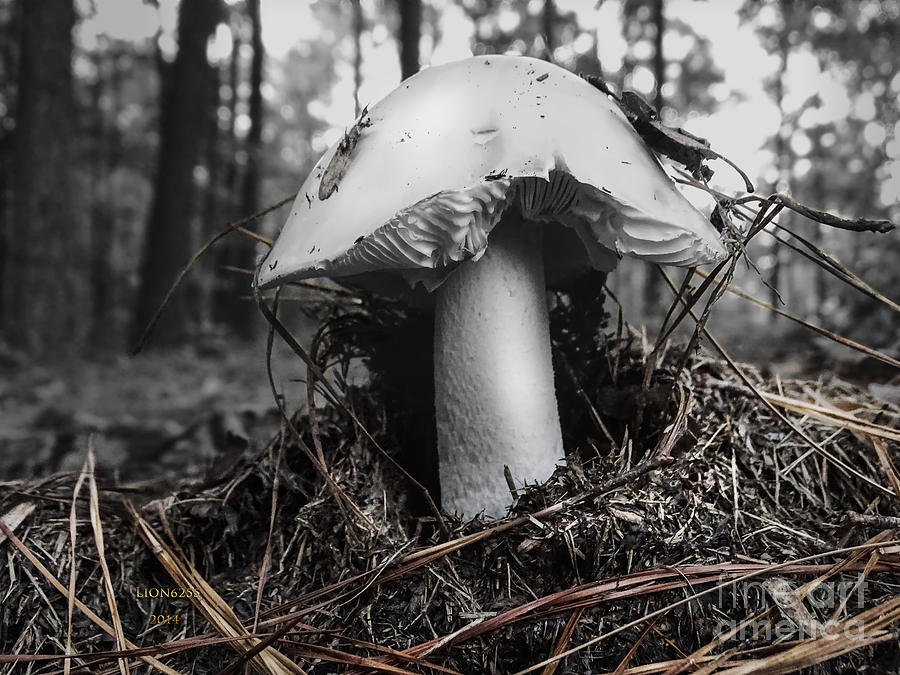 Black  And White Mushroom Photograph by Melissa Messick