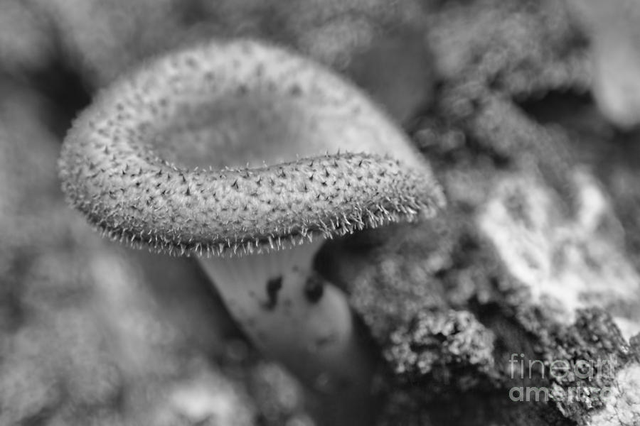 Mushroom Photograph - Black and White Mushroom by Olga Hamilton