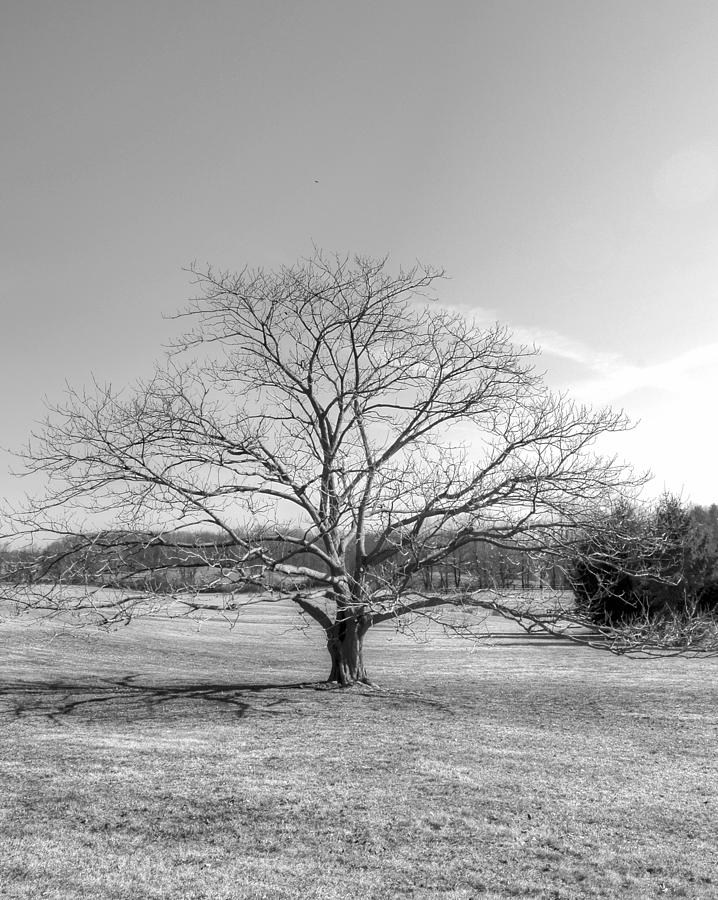 Black And White Oak Photograph By Linda Covino - Pixels