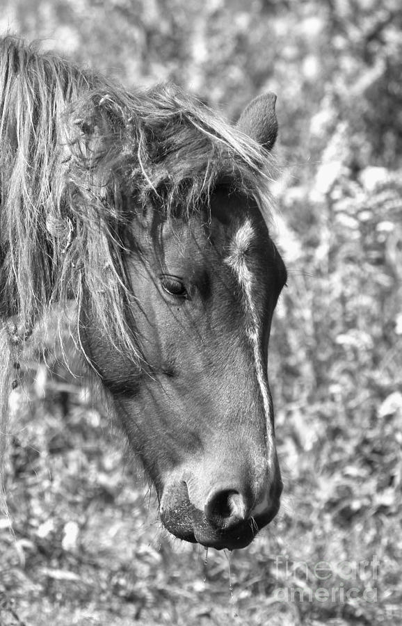 Black And White Ocracoke Wild Pony Photograph by Adam Jewell