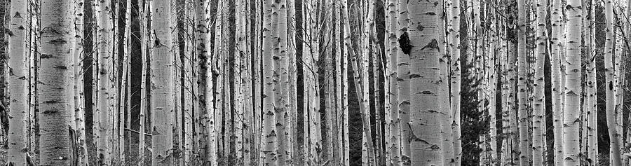 Black And White Of Aspen Trees Photograph by Panoramic Images - Pixels