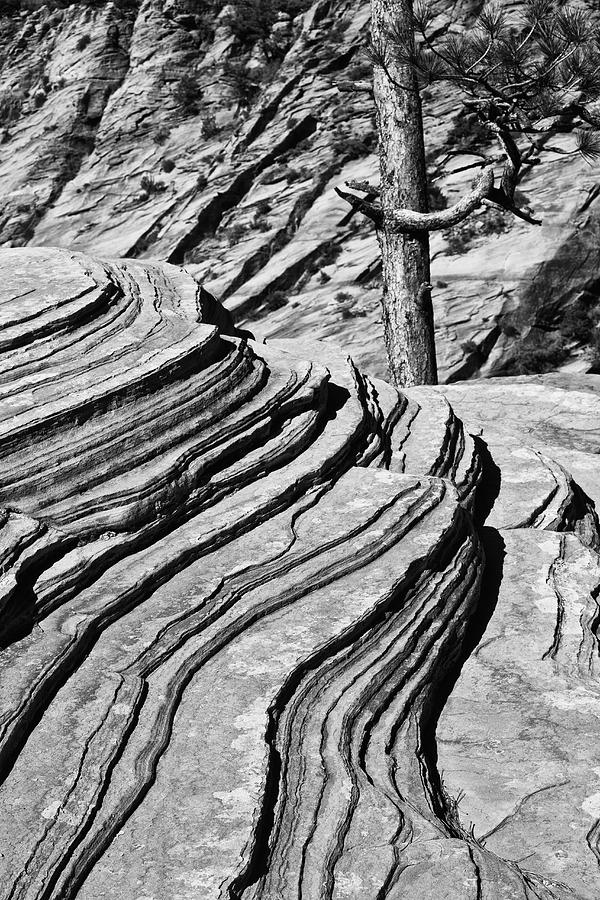 Zion National Park Photograph - Black And White Of Rocks And Trees by First Light