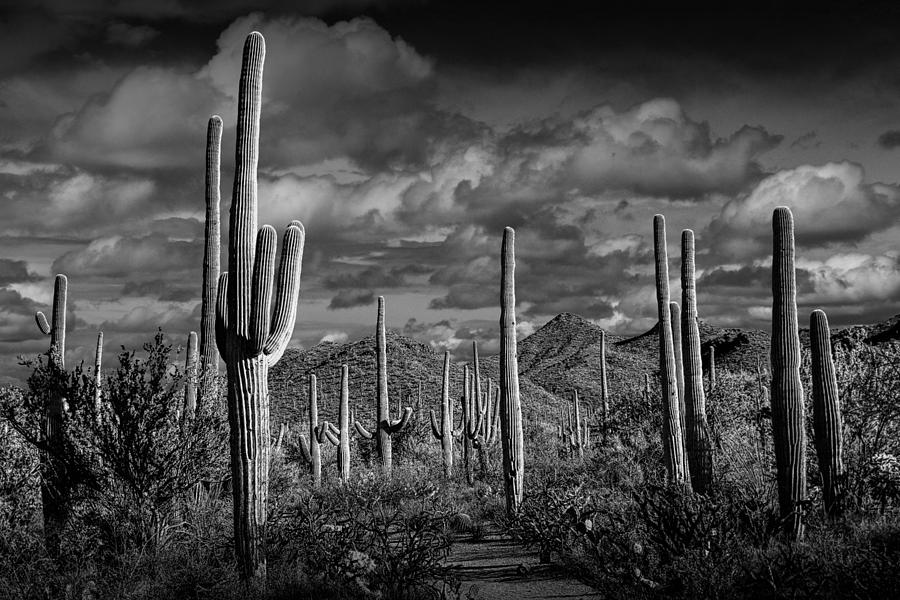 Black and White of Saguaro Cactuses in Saguaro National Park Photograph by Randall Nyhof