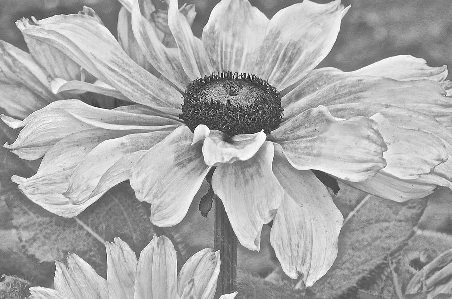 Black and White Oh Summertime Photograph by Christine Belt
