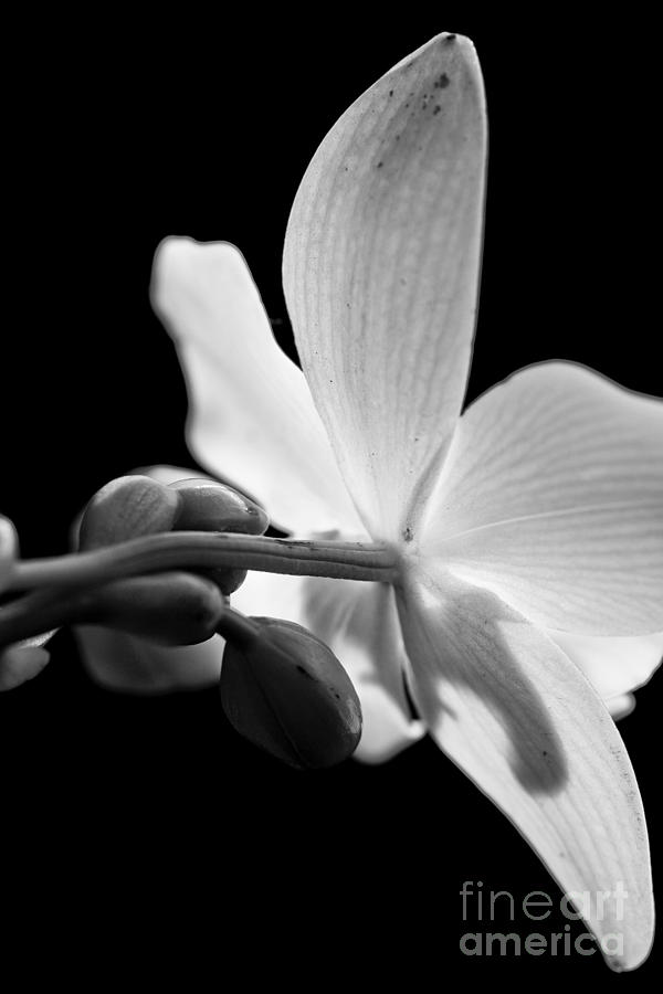 Atlanta Photograph - Black and White Orchid  by Laura Jones