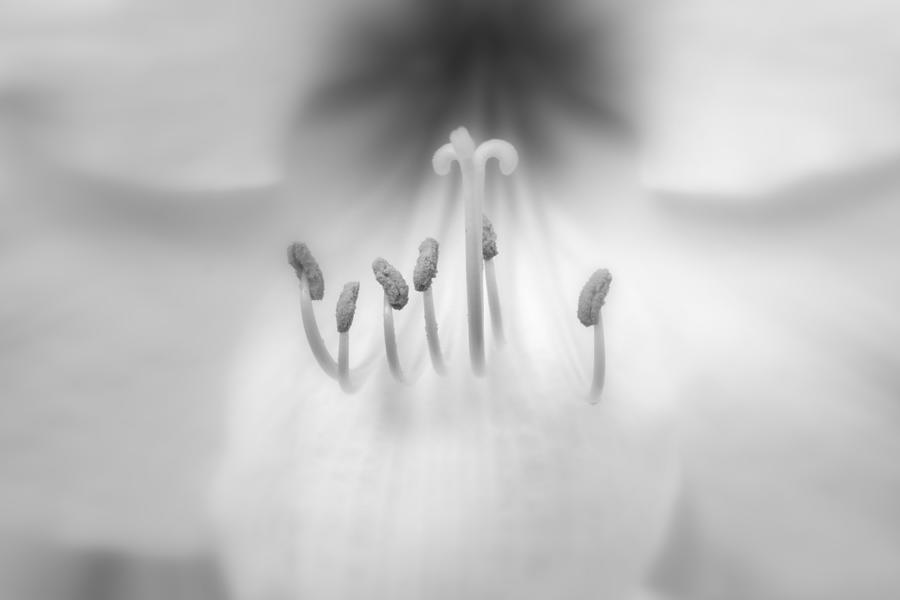 Black And White Orchid Photograph
