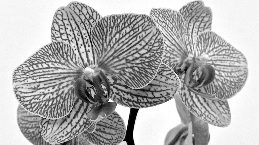 Black and White Orchid Photograph Photograph by Kristina Deane