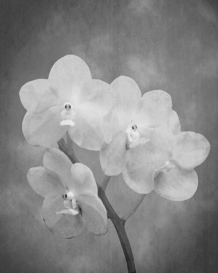 Black And White Orchid Photograph by Rudy Umans