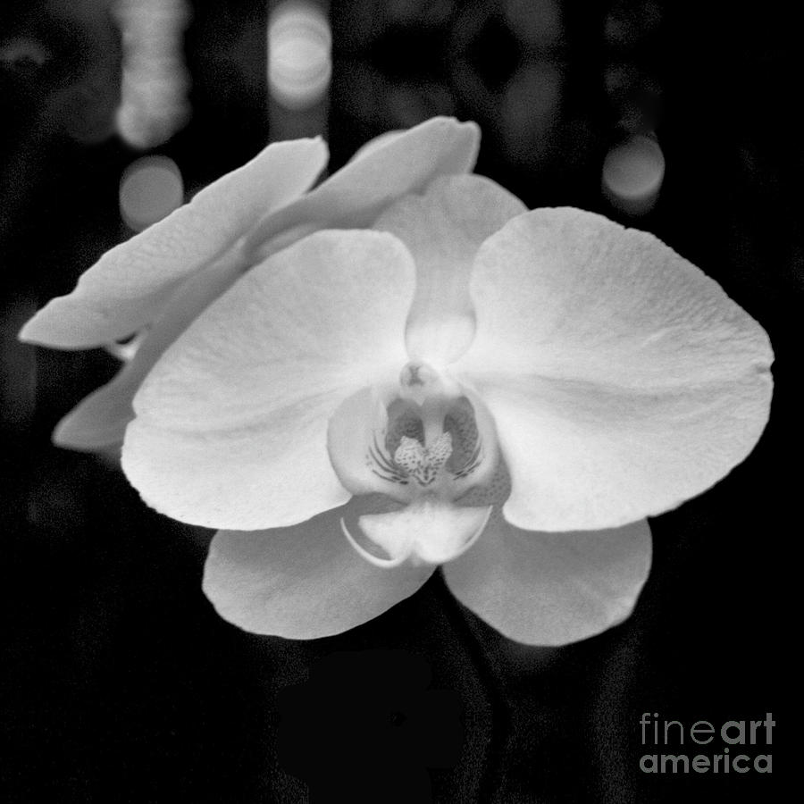Black and White Orchid with Lights - SQUARE Photograph by Heather Kirk