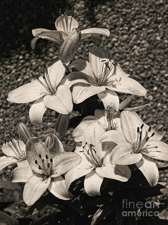 Black and White Orchids Photograph by Dawn Harris