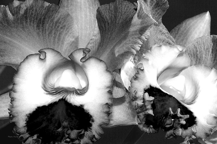 Black And White Orchids Photograph by Phyllis Denton