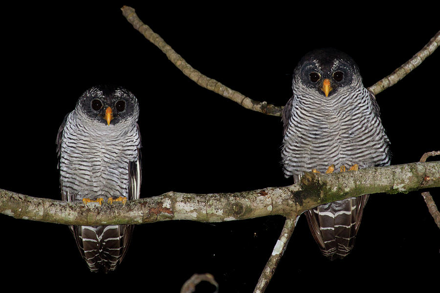 Black And White Owls Photograph by Christopher Jimenez Nature Photo