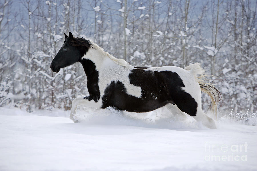 Black And White Paint Horse In Snow Photograph by Rolf Kopfle