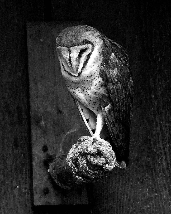 Black and White Painted Barn Owl Photograph by Steve McKinzie