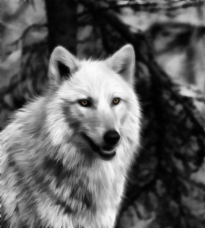 Black and White Painted Wolf Photograph by Steve McKinzie - Fine Art ...