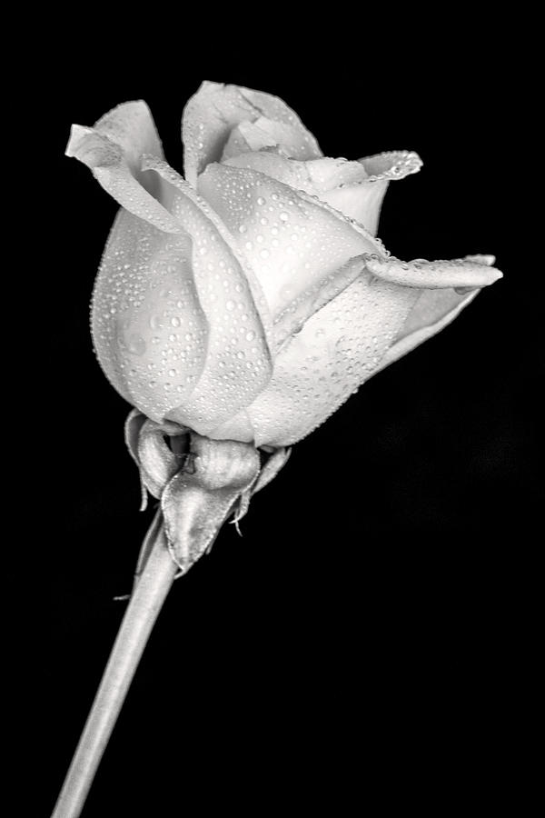 Don Johnson Photograph - Black and White Pale Rose by Don Johnson