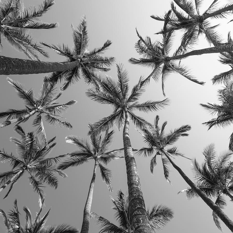 Los Angeles Photograph - Black And White Palms by Bree Madden 