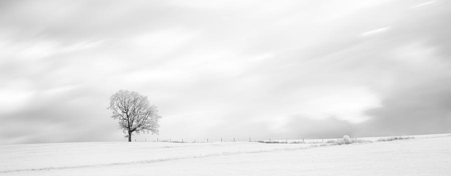 Black and White Panorama Tree  Photograph by U Schade