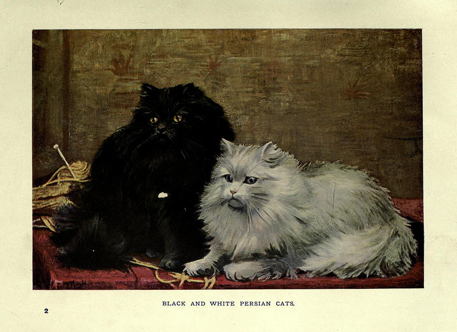 black persian cats