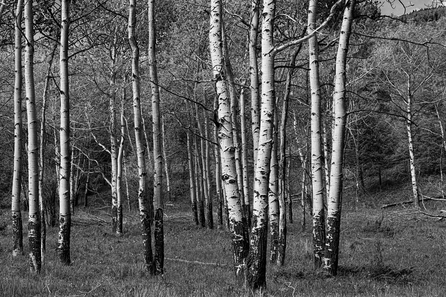 Black And White Photograph Of A Birch Tree Grove No. 0133 Photograph