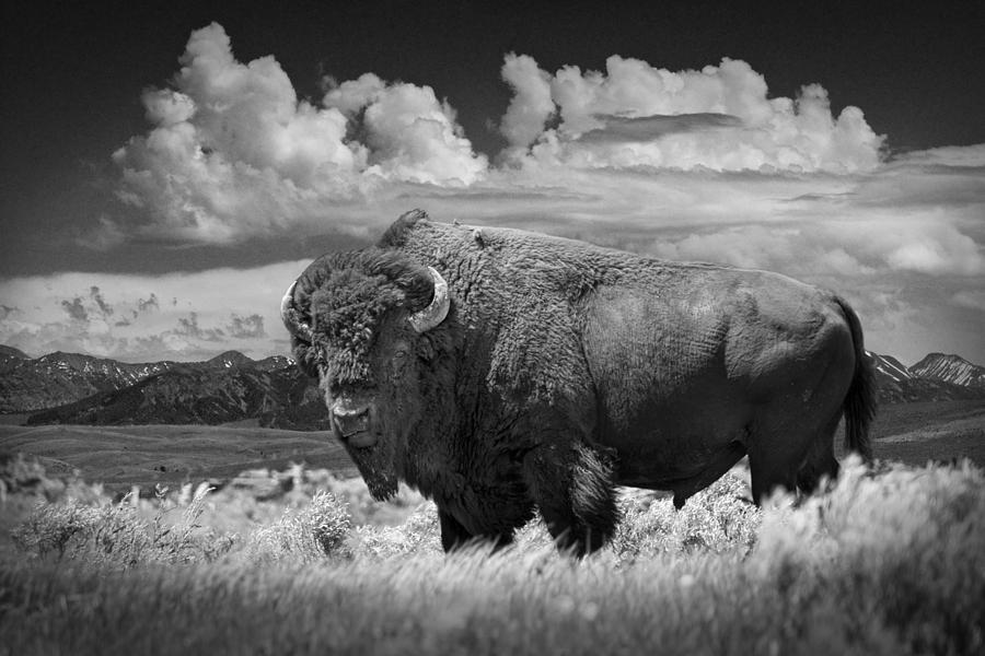 Black and White Photograph of an American Buffalo Photograph by Randall Nyhof