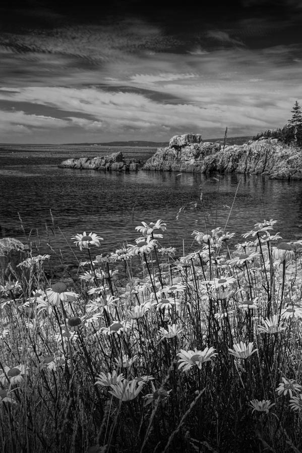 Black and White Photograph of Daisies on Maines Acadia Shoreline Photograph by Randall Nyhof